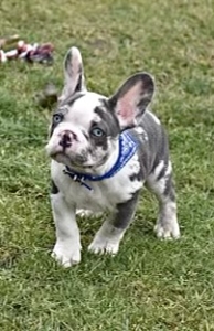French Bulldog Puppies for Sale in Southern California - FrenchBulldogsLA
