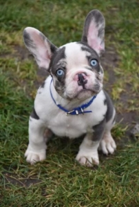 BLUE PIED MERLE MALE french bulldog puppy