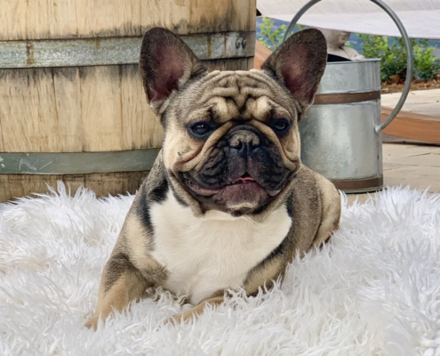 French Bulldog Puppies for Sale in Southern California - FrenchBulldogsLA