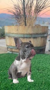 BLUE MERLE MALE French Bulldog Puppy for Sale in Los Angeles California frenchbulldogsla.com instagram @bestfrenchbulldogsla