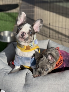 BLUE MERLE FEMALE AND BLUE PIED MERLE MALE FRENCH BULLDOG PUPPIES