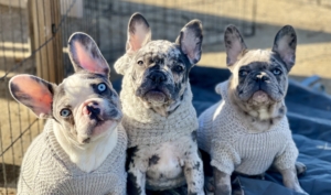 MERLE FRENCH BULLDOG PUPPIES FOR SALE