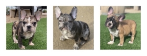 FRENCHBULLDOGS Available puppies for sale in Los Angeles Calfiornia Blue Merle Sable fawn Harlequin Chocolate Brindle Pocket Frenchie