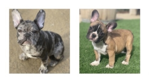 FRENCHBULLDOGS Available puppies for sale in Los Angeles Calfiornia Blue Merle Sable fawn Harlequin MERLE