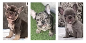 FRENCHBULLDOGS Available puppies for sale in Los Angeles Calfiornia Blue Merle Cocoa and Tan Lilac Blue Fluffy Stud Harlequin MERLE
