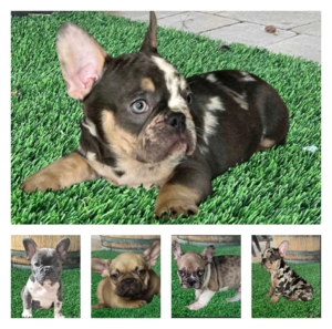 AVAILABLE FRENCH BULLDOG PUPPIES