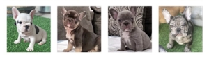 Available French Bulldog Puppies