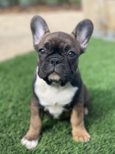 RED SABLE FAWN FEMALE FRENCH BULLDOG PUPPY