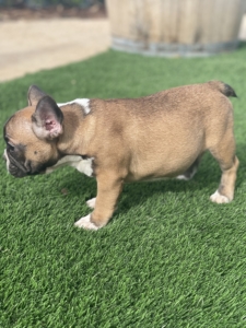RED SABLE FAWN FEMALE FRENCH BULLDOG