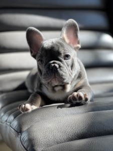 BLUE AND TAN MALE FRENCH BULLDOG PUPPY