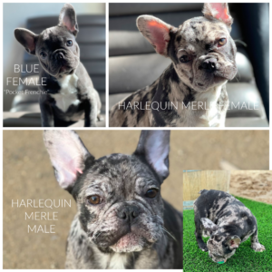FrenchBulldogsLA.com AVAILABLE PUPPIES FRENCH BULLDOGS FOR SALE in Los Angeles California