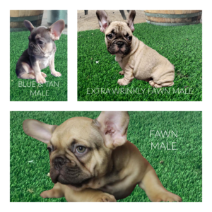 FrenchBulldogsLA.com AVAILABLE PUPPIES FRENCH BULLDOGS FOR SALE in Los Angeles California