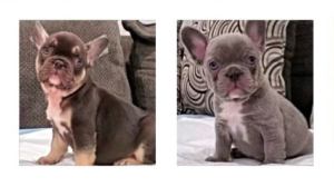 FRENCH BULLDOG FLUFFY CARRIERS - BLUE MALE & BLUE AND TAN MALE POCKET FRENCHIE