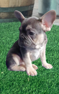 Blue and Tan Male French Bulldog Puppy for Sale in Los ANgeles California frenchbulldogsla.com instagram: @bestfrenchbulldogsla