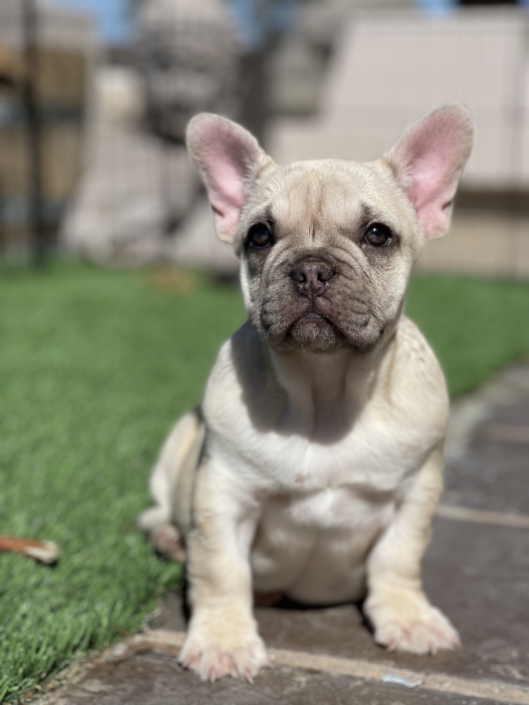French Bulldog Puppies for Sale - Available Puppies | FrenchbulldogsLA