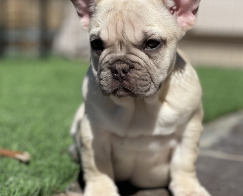 Available French Bulldog Puppies for Sale - French Bulldogs LA