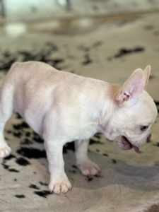 PLATINUM MALE TESTABLE FLUFFY CARRIER POCKET SIZE FRENCHIE- FRENCH BULLDOG Puppy for Sale in Los Angeles FRENCHbulldogsLA.com