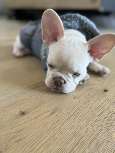 PLATINUM POCKET FLUFFY CARRIER FRENCH BULLDOG For Sale in Los Angeles, CA FRENCHbulldogsLA.com