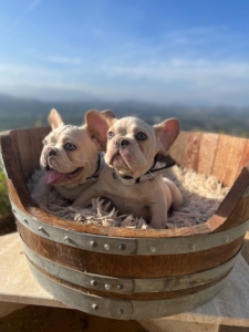 PLATINUM MALE TESTABLE FLUFFY CARRIER SHORT LEG FRENCHIE- FRENCH BULLDOG Puppy for Sale in Los Angeles FRENCHbulldogsLA.com