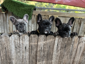 Three musketeers French Bulldog Fluffy Carriers