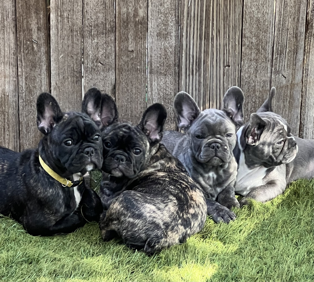 1/2 the gang of 8 Fluffy French Bulldogs