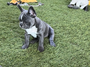 French Bulldog fluffy carrier blue