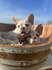 Cream French Bulldogs Fluffy Carriers