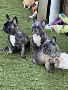 blue french bulldog puppies fluffy carriers