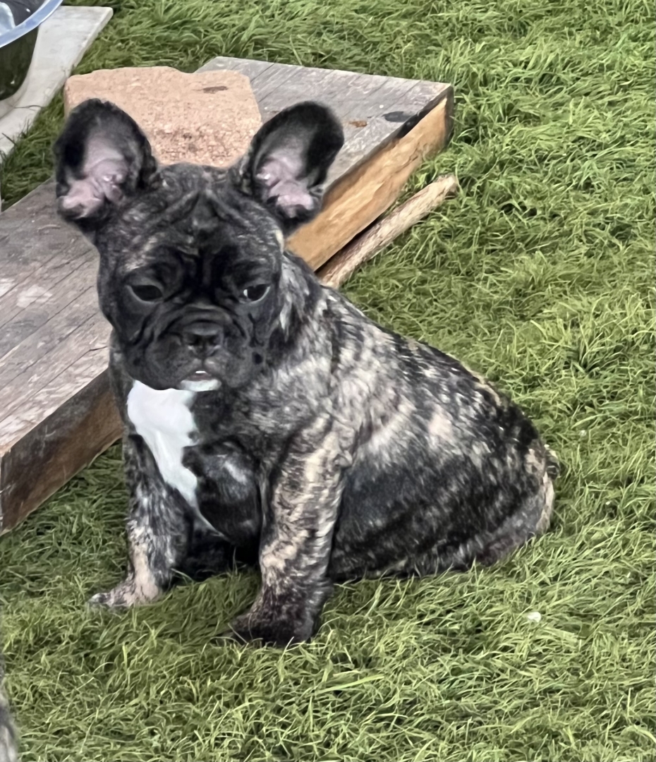 FLUFFY BRINDLE exquisite structured French Bulldog Reverse Brindle