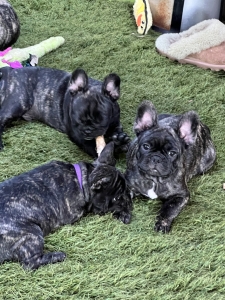 Group Brindle assorted French Bulldog Fluffy Carriers