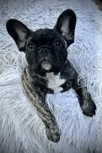Reverse Brindle French Bulldog Fluffy Carrier
