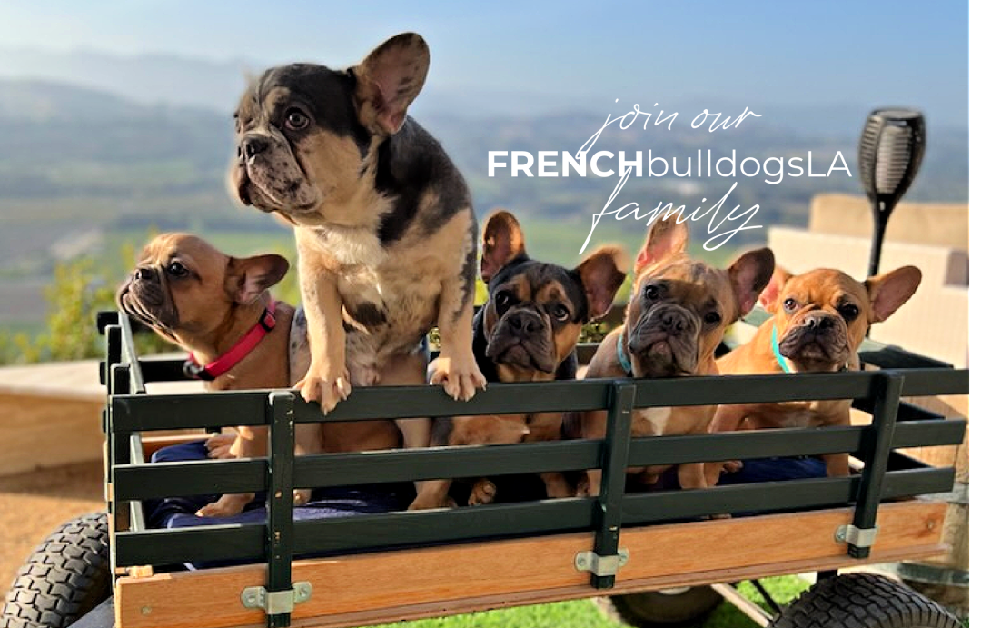 French Bulldog Puppies for Sale in Southern California ...