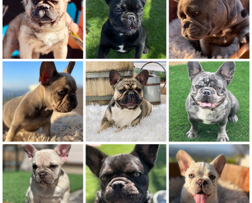 Available French Bulldog Puppies for Sale - French Bulldogs LA