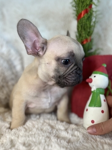 TESTABLE CHOCOLATE FAWN MALE “GABRIEL” FRENCH BULLDOG FRENCHbulldogsLA.com