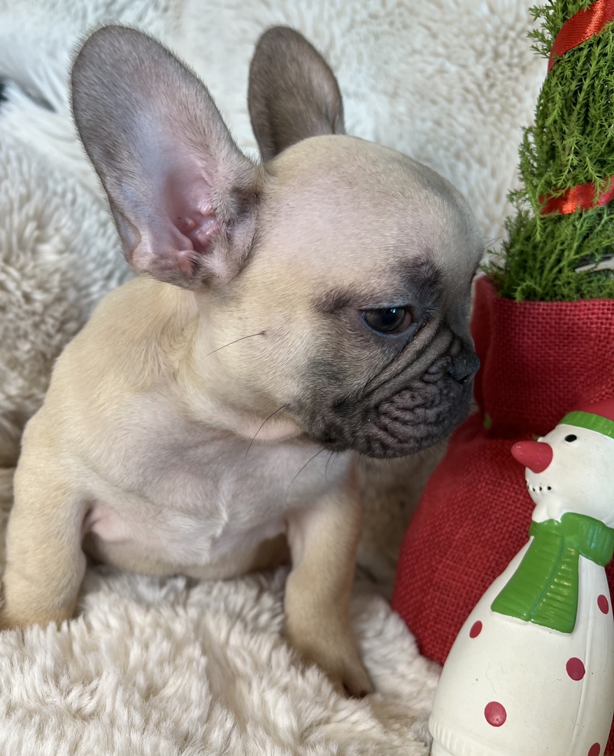 TESTABLE CHOCOLATE FAWN MALE “GABRIEL” FRENCH BULLDOG FRENCHbulldogsLA ...