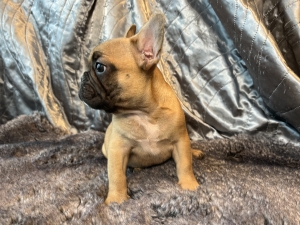 Red Fawn Male with Black Mask French Bulldog Puppy FRENCHbulldogsLA.com