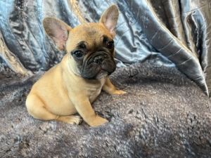 Red Fawn Male with Black Mask French Bulldog Puppy FRENCHbulldogsLA.com