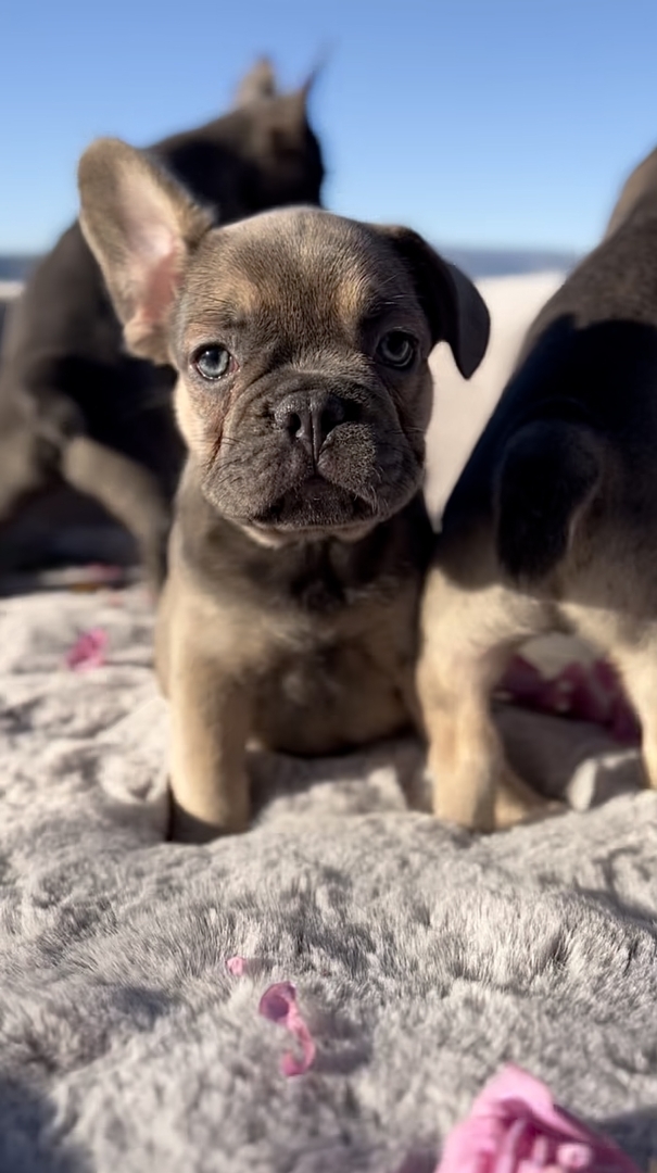 French Bulldog Puppies for Sale - Available Puppies | FrenchbulldogsLA