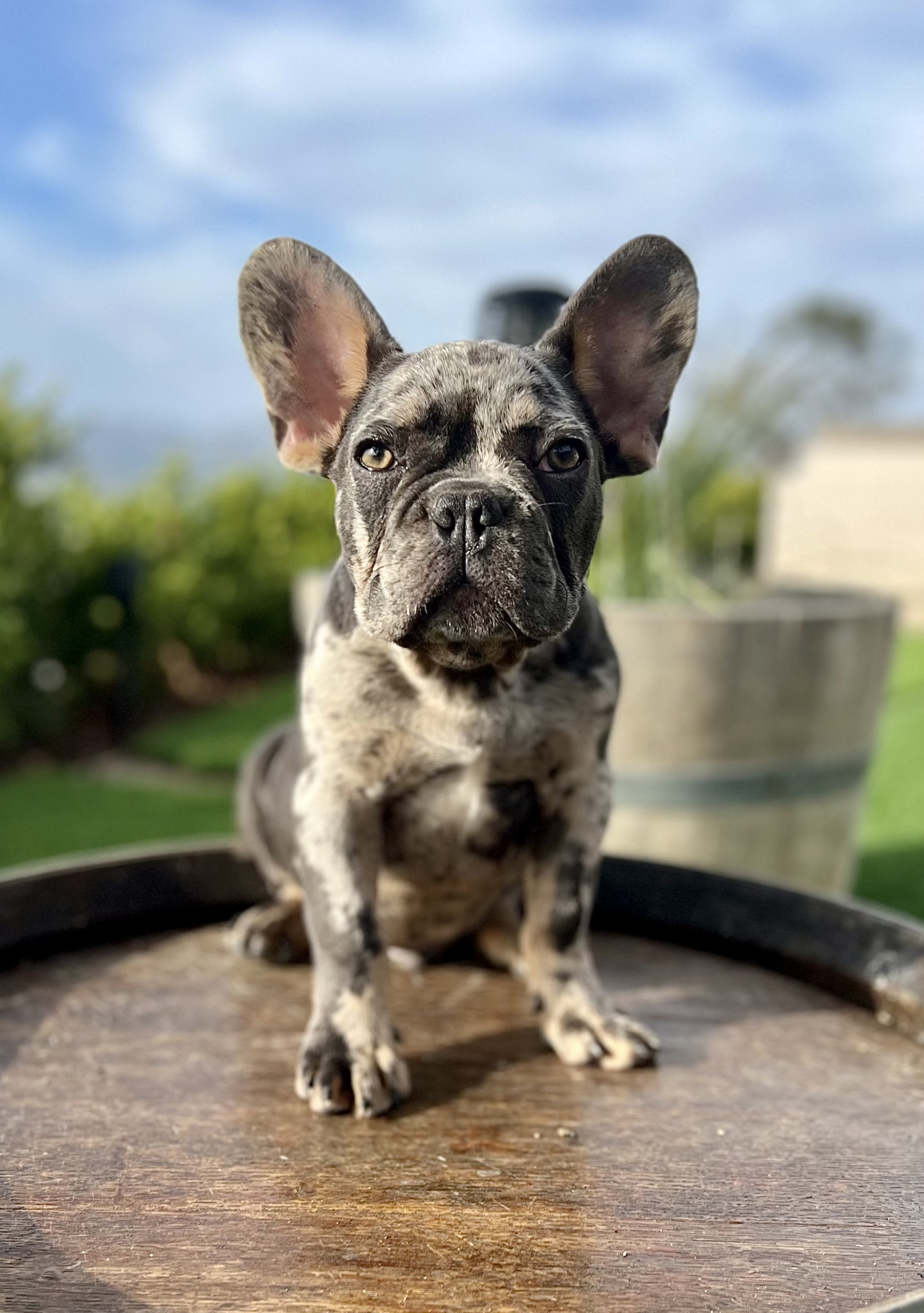 BLUE MERLE & TAN MALE “ZIGGY” FRENCH BULLDOG FRENCHbulldogsLA.com