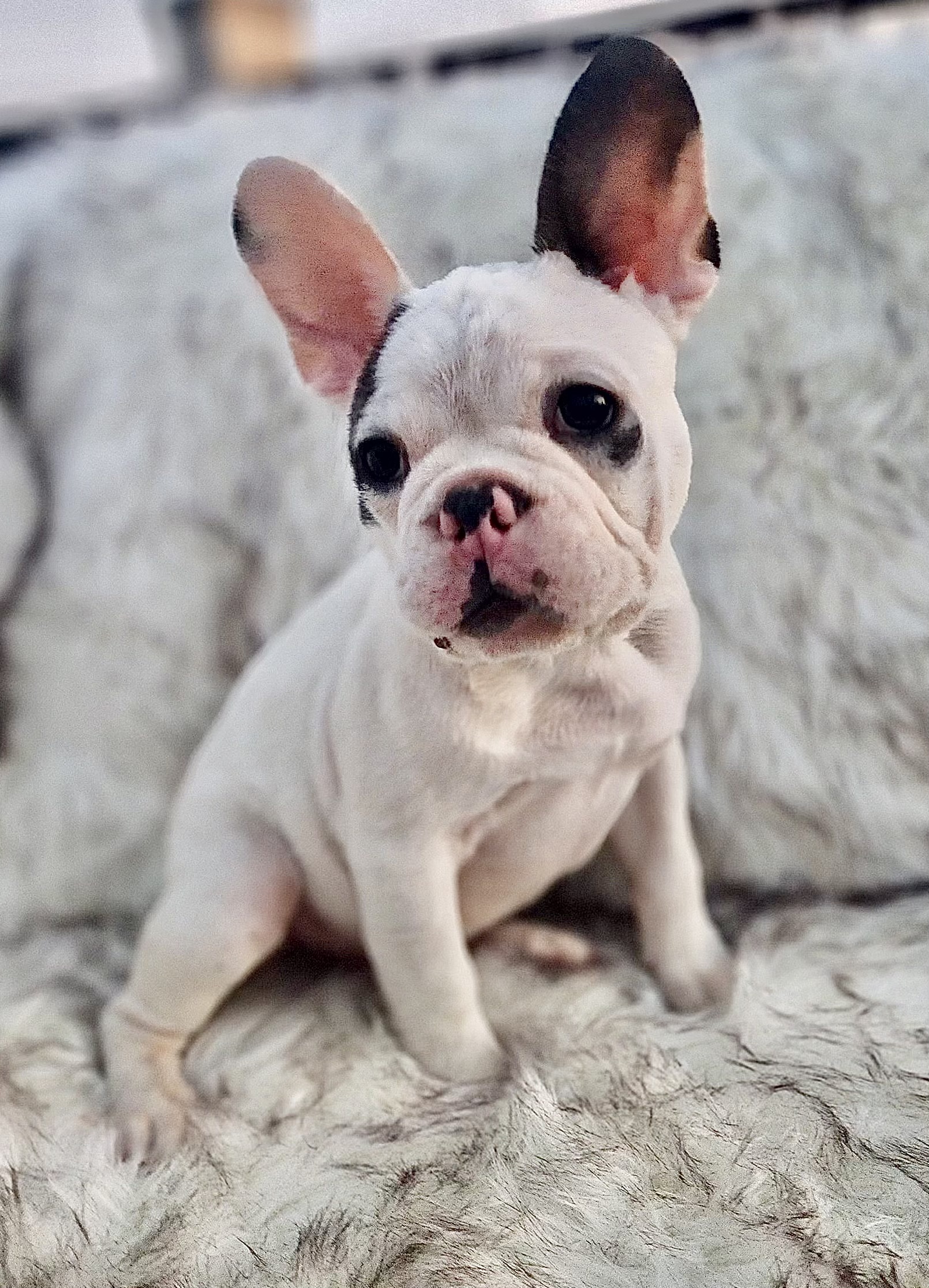 PIED FLUFFY CARRIER MALE “MONKEY” - French Bulldogs LA