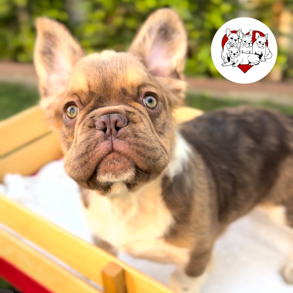 ROJO FLUFFY MALE “EMBER” FRENCH BULLDOG FRENCHbulldogsLA.com