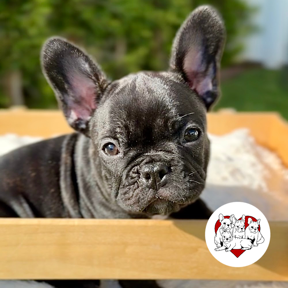 BLACK BRINDLE MALE ”BALOO“ FRENCH BULLDOG FRENCHBULLDOGSLA.COM