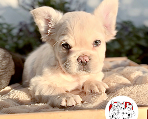 Creme Fluffy Male French Bulldog named Alexander