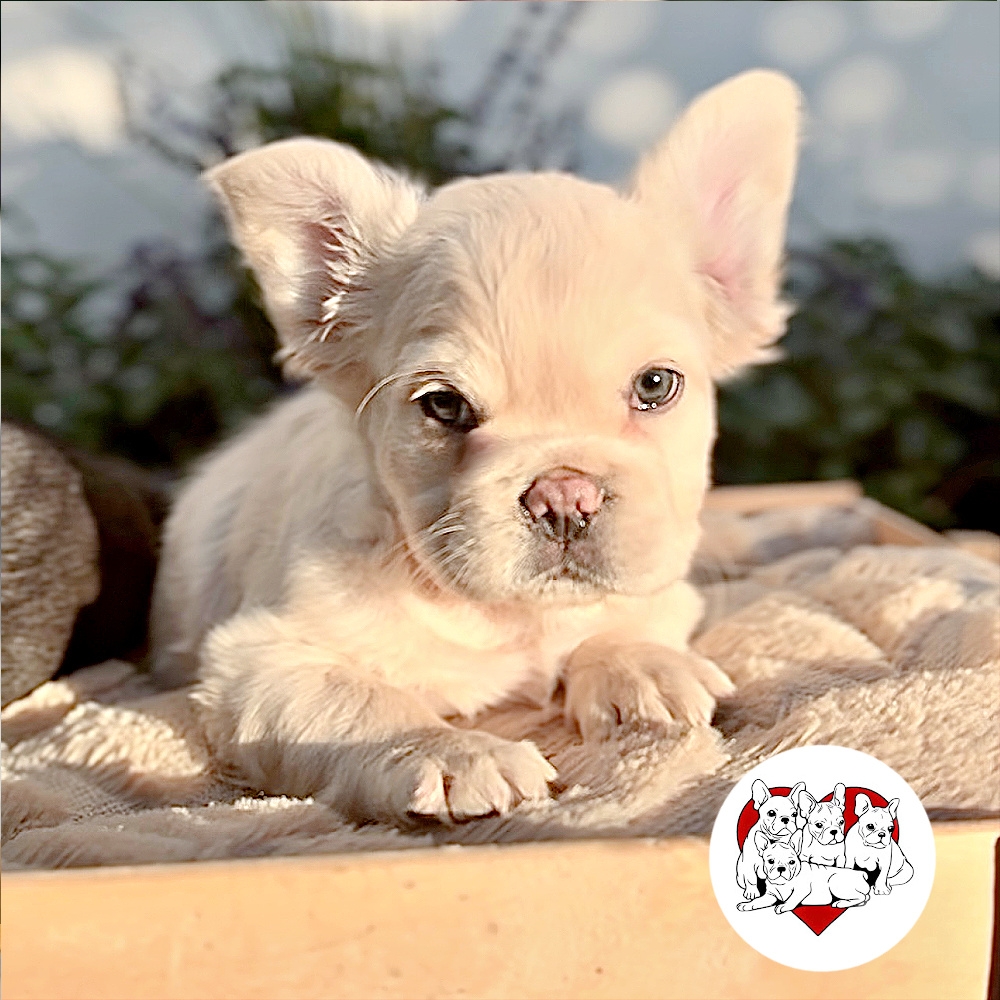 Creme Fluffy Male French Bulldog named Alexander