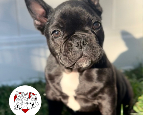 BLACK MALE “ONYX“ FRENCH BULLDOG FRENCHbulldogsLA.com