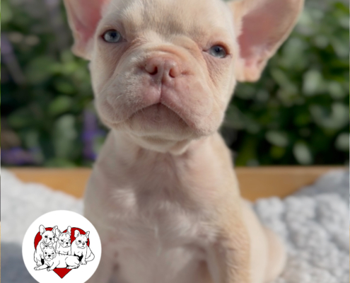 PLATINUM MALE “LUX“ FRENCH BULLDOG FRENCHbulldogsLA.com