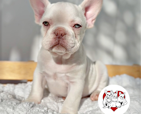 PLATINUM MALE “ZEUS” FRENCH BULLDOGS FRENCHbulldogsLA.com