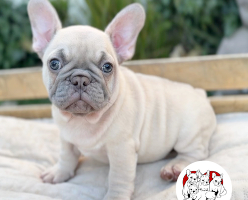 LILAC MALE ”ECHO“ FRENCH BULLDOG FRENCHBULLDOGSLA.COM