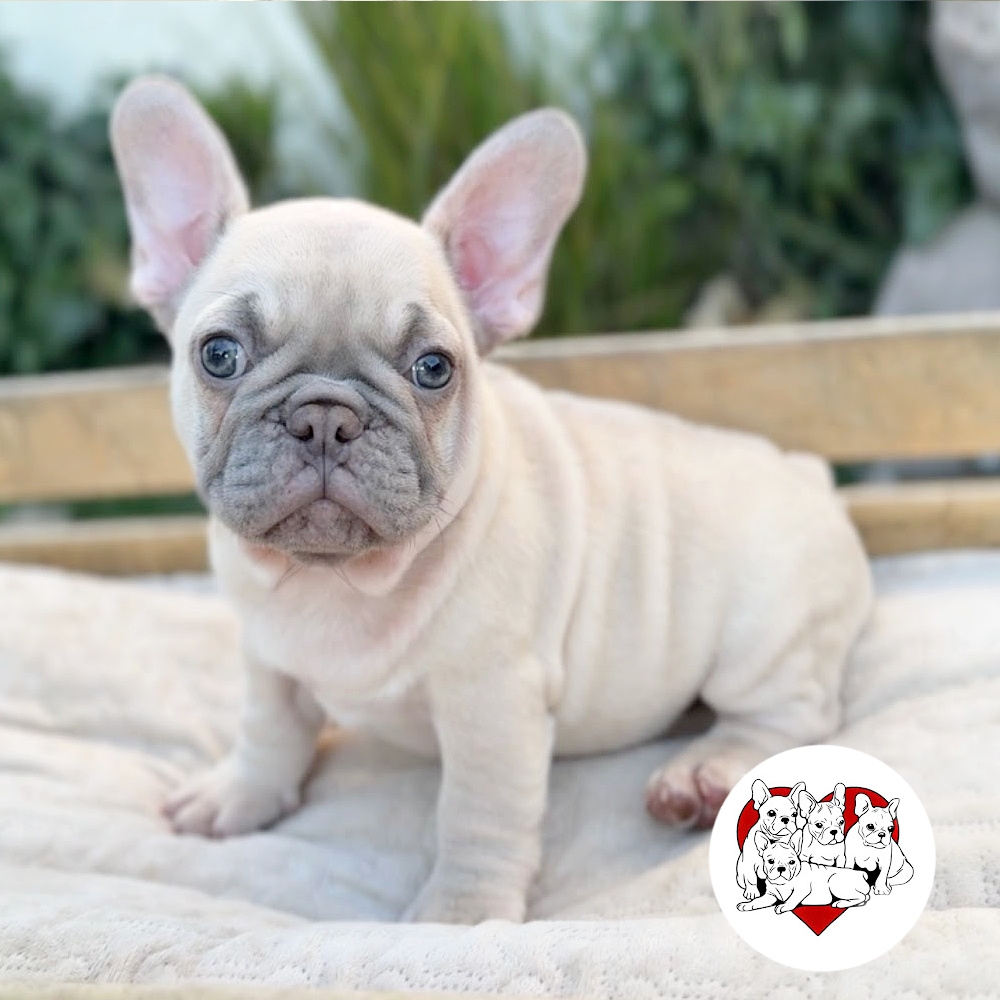 LILAC MALE ”ECHO“ FRENCH BULLDOG FRENCHBULLDOGSLA.COM