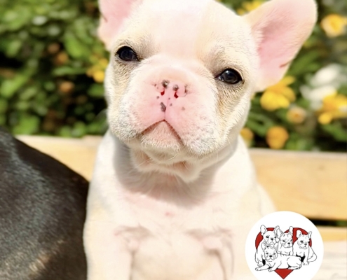 CREAM FEMALE ”JADE“ FRENCH BULLDOG FRENCHBULLDOGSLA.COM